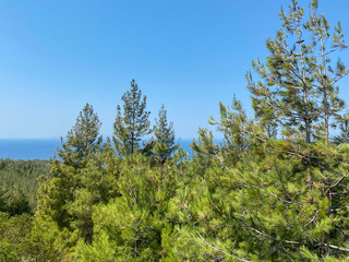 Fototapeta na wymiar blue sky and pine trees