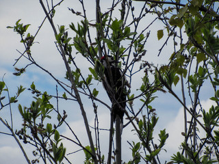 A great spotted woodpecker in a tree with small green leaves on a May afternoon.