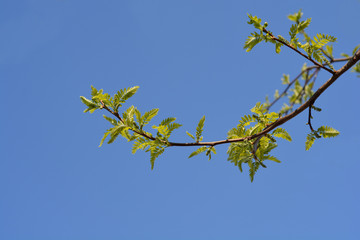 Thornless Honey locust