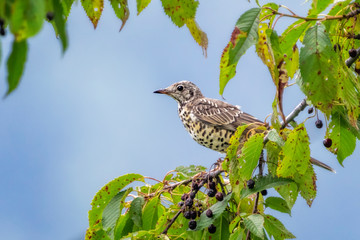 Die Singdrossel (Turdus philomelos) im  Kirschbaum