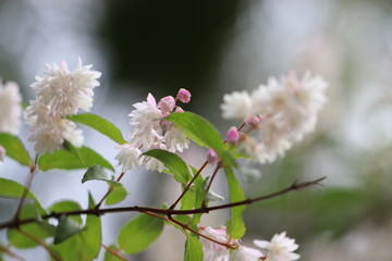 満開のサラサウツギの花
Deutzia, a white flower in full bloom, pointing down.