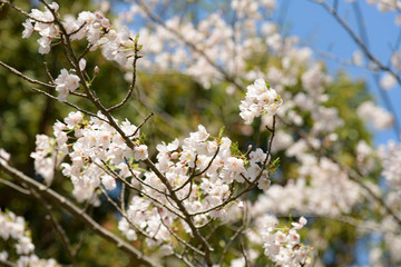 日本の春を告げるソメイヨシノ