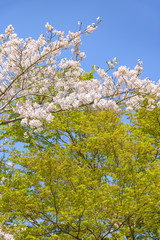 ソメイヨシノとイロハモミジ