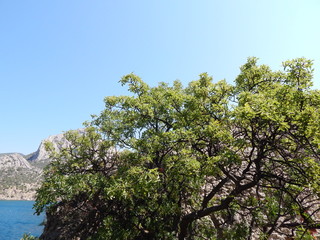 tree branches on the background of the sea
