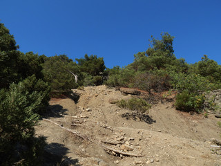 tree, pine, spruce on a steep rock