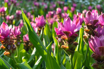 A close up of Pink Siam Tulip or Curcuma alismatifolia in the park with natural green background.