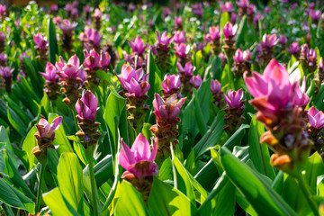 A close up of Pink Siam Tulip or Curcuma alismatifolia in the park with natural green background.