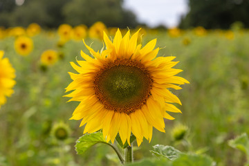 A Close Up of a Sunflower