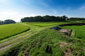 Fototapeta na wymiar 日本の主食お米　出穂期の棚田の風景