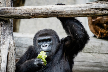 Portrait d'un gorille des plaines de l'ouest
