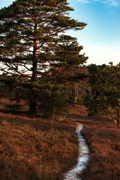 Fischbeker Heide