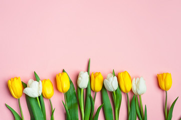 Bouquet of beautiful tulips of white and yellow color on a pink background. Top view. Flowers are on the table.