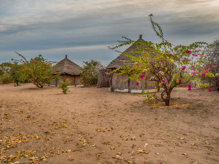 Tree of baobab