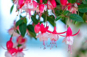 Fuchsia flowers bloom in the sunshine beautiful little lanterns lighting the garden. Flower originating from South America and New Zealand