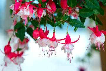 Fuchsia flowers bloom in the sunshine beautiful little lanterns lighting the garden. Flower originating from South America and New Zealand