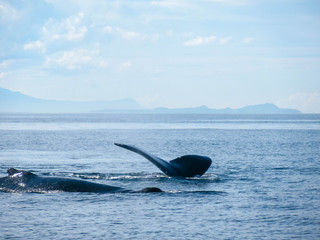 Fototapeta premium Humpback whales in the Pacific Ocean near Vancouver on a beautiful summer day. 