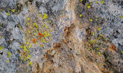 mosses and lichens on the stone