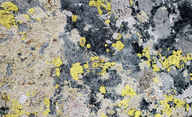 mosses and lichens on the stone