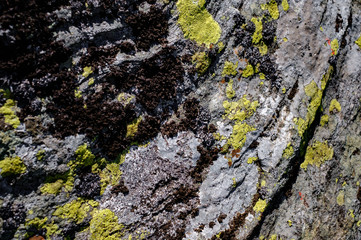 mosses and lichens on the stone
