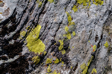 mosses and lichens on the stone