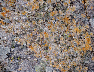 mosses and lichens on the stone