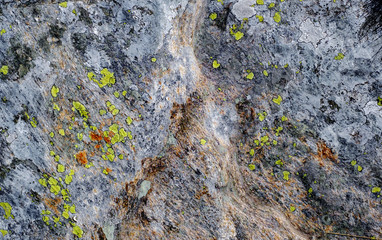 mosses and lichens on the stone