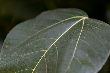 Close up of green leaf pattern