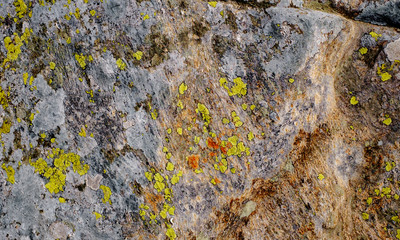 mosses and lichens on the stone