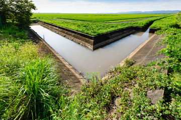 日本　農業用水路と出穂期の田園風景