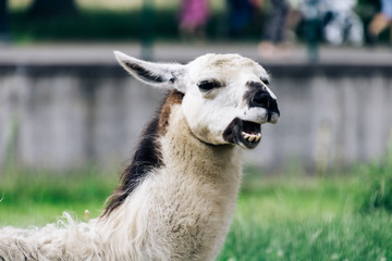 Laughing smiling llama in a zoo