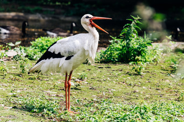 White and black stork with an open beak, standing on both legs