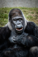 Portrait d'un gorille des plaines de l'ouest