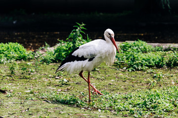 White and black stork with an open beak, standing on one leg