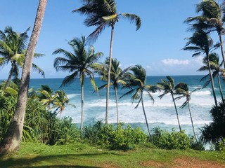 Fototapeta premium palm trees on the beach in spain