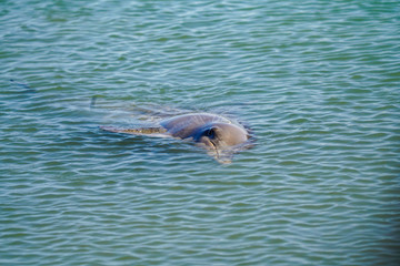 Obraz premium Bottlenose Dolphin (Tursiops truncatus) Monkey Mia Western Australia