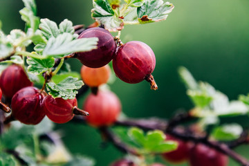 Beautiful ripe gooseberries in the summer