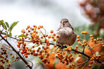 Closeup of a sparrow in a tree full of fruit