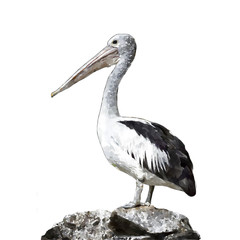 water color pelican on white background
