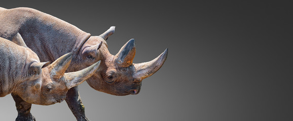 Banner with two huge and old African rhinos with big horns at grey gradient background with copy...