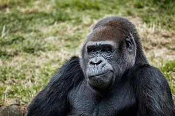 Portrait d'un gorille des plaines de l'ouest