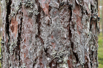 Bark of Pine Tree and Lichen background closeup view 