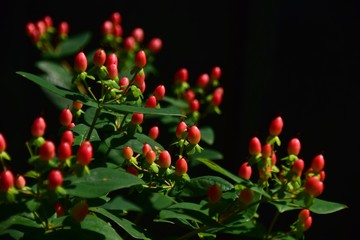 red and yellow tulips