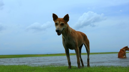 dogin the field