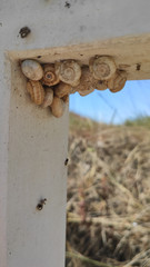 A bunch of little snails at the Ecovia Litoral Norte (North Coast Ecoway) wooden boardwalk in Esposende, Portugal. Mollusk on a wooden board.
