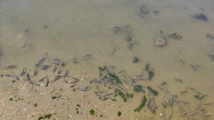 Fish looking for food on the water surface at the estuary of the Cávado river in Esposende, Portugal.