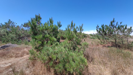 Sand dune with pine forest over sea in the summer, landscape.