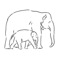 Fototapeta premium Baby elephant in outline style isolated on white background, vector illustration