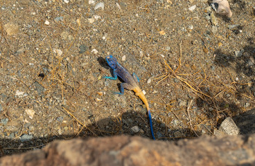 Rock Agama Lizards in the Al Hada mountain region of Taif, Saudi Arabia