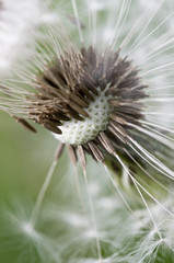 Close up of dandelion seeds about to blow