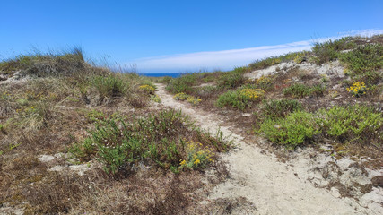 Sunny beach with sand dunes and blue sky in Esposende, Portugal.